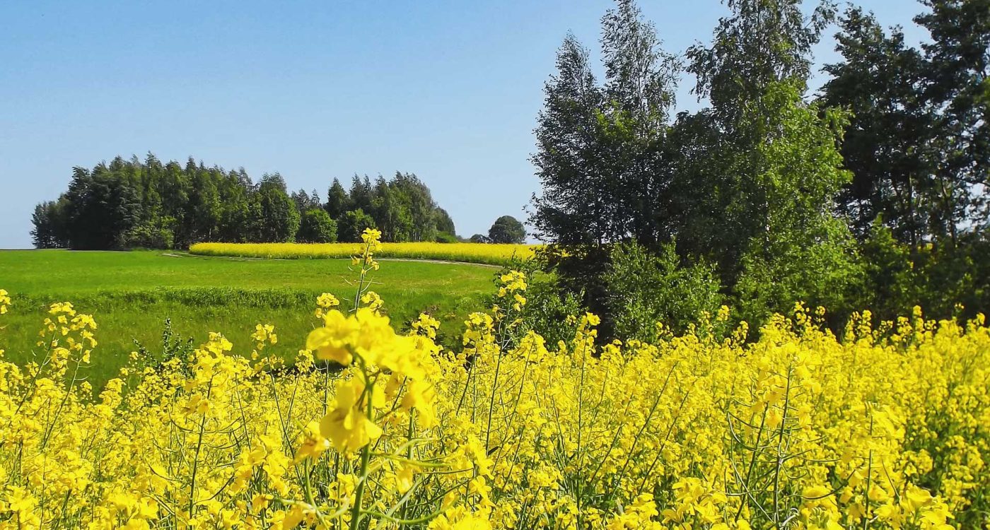 Ader-Sousa-Terras-do-Sousa