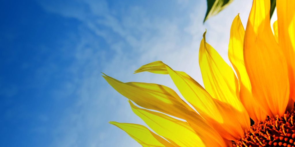 Ader-Sousa_Candidaturas-Abertas_PDR2020