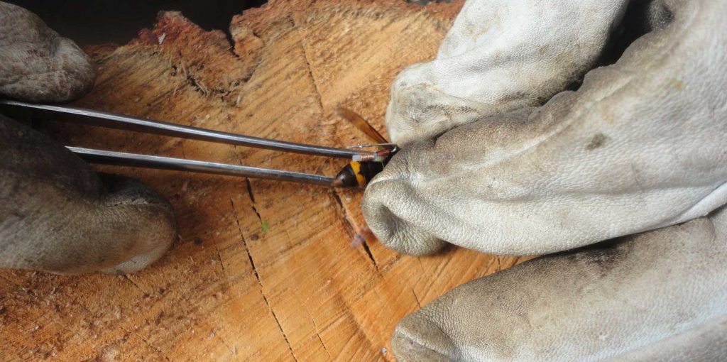 Ader-Sousa_Vespa-Velutina_3