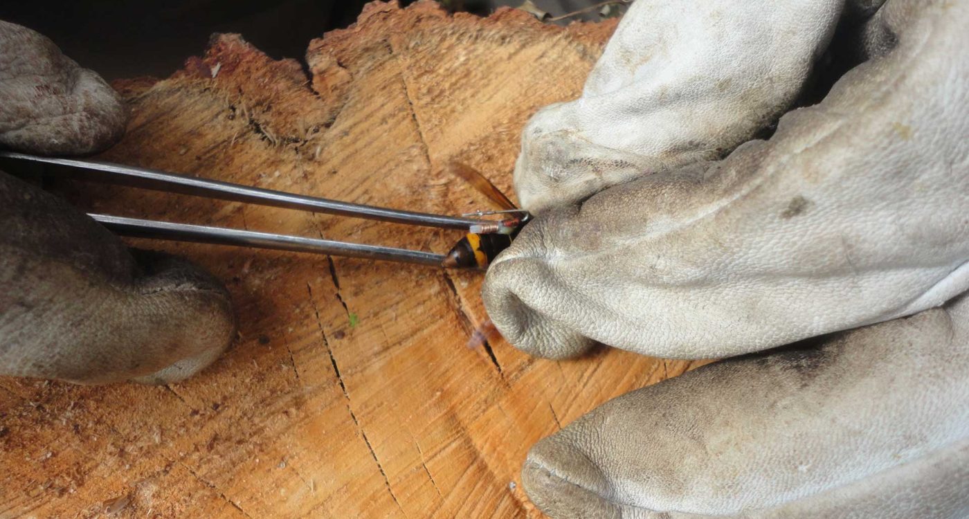 Ader-Sousa_Vespa-Velutina_3