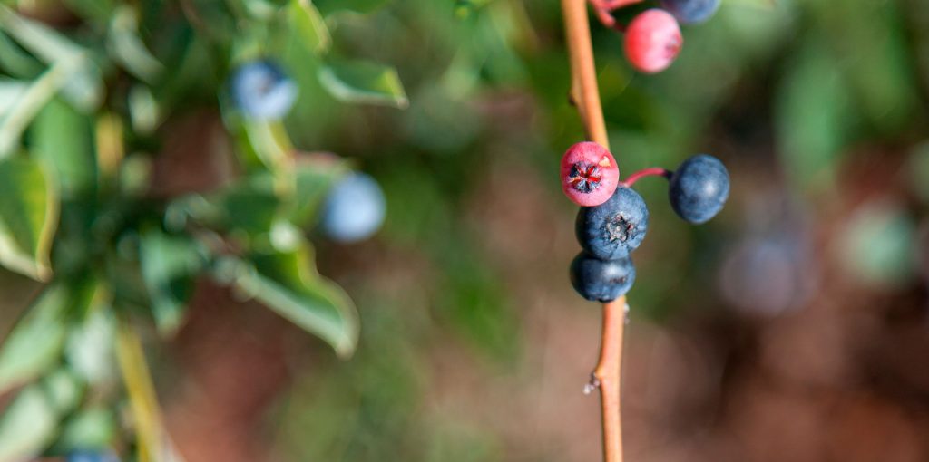Workshop Biorregião Tâmega e Sousa - Ader-Sousa - Lousada