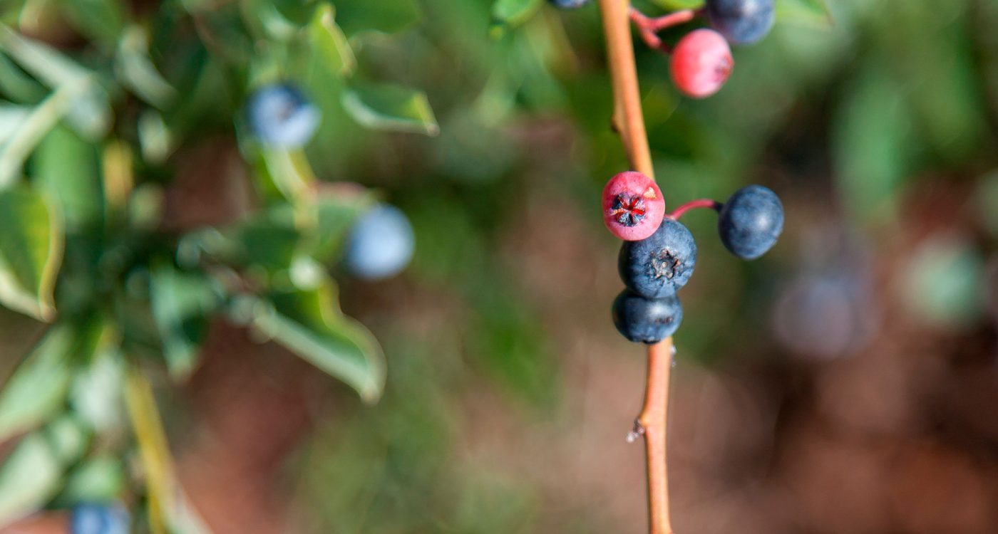 Workshop Biorregião Tâmega e Sousa - Ader-Sousa - Lousada
