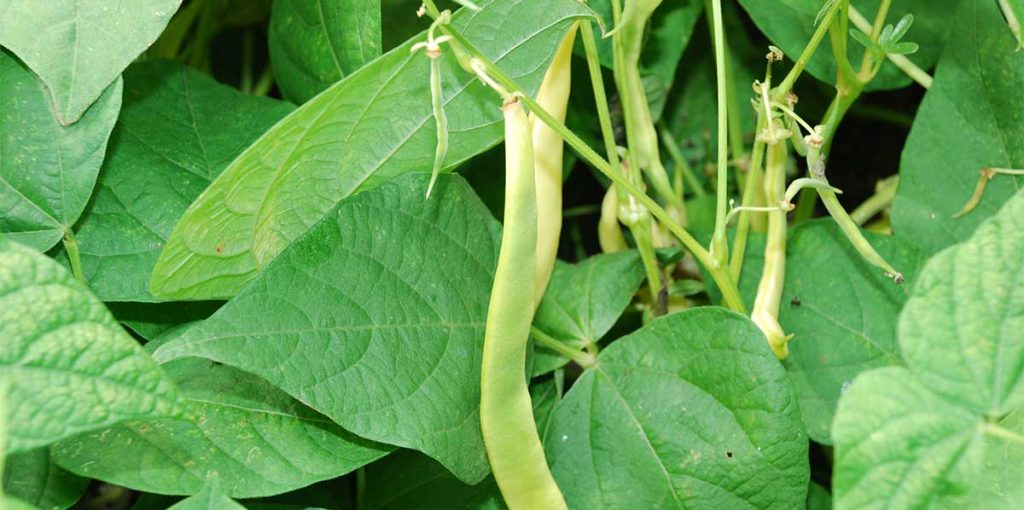 Cabaz-Prove-Terras-do-Sousa-Ader-Sousa-Horticulas4