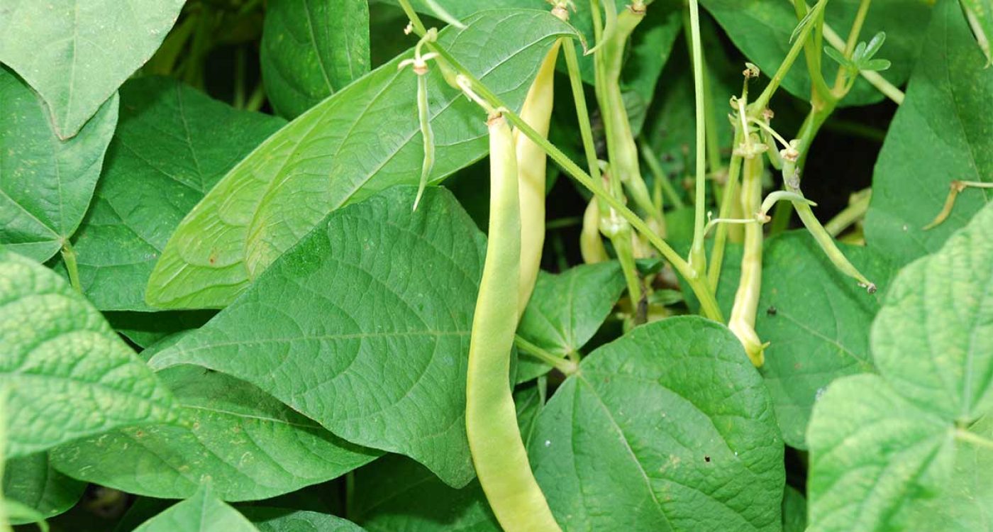 Cabaz-Prove-Terras-do-Sousa-Ader-Sousa-Horticulas4