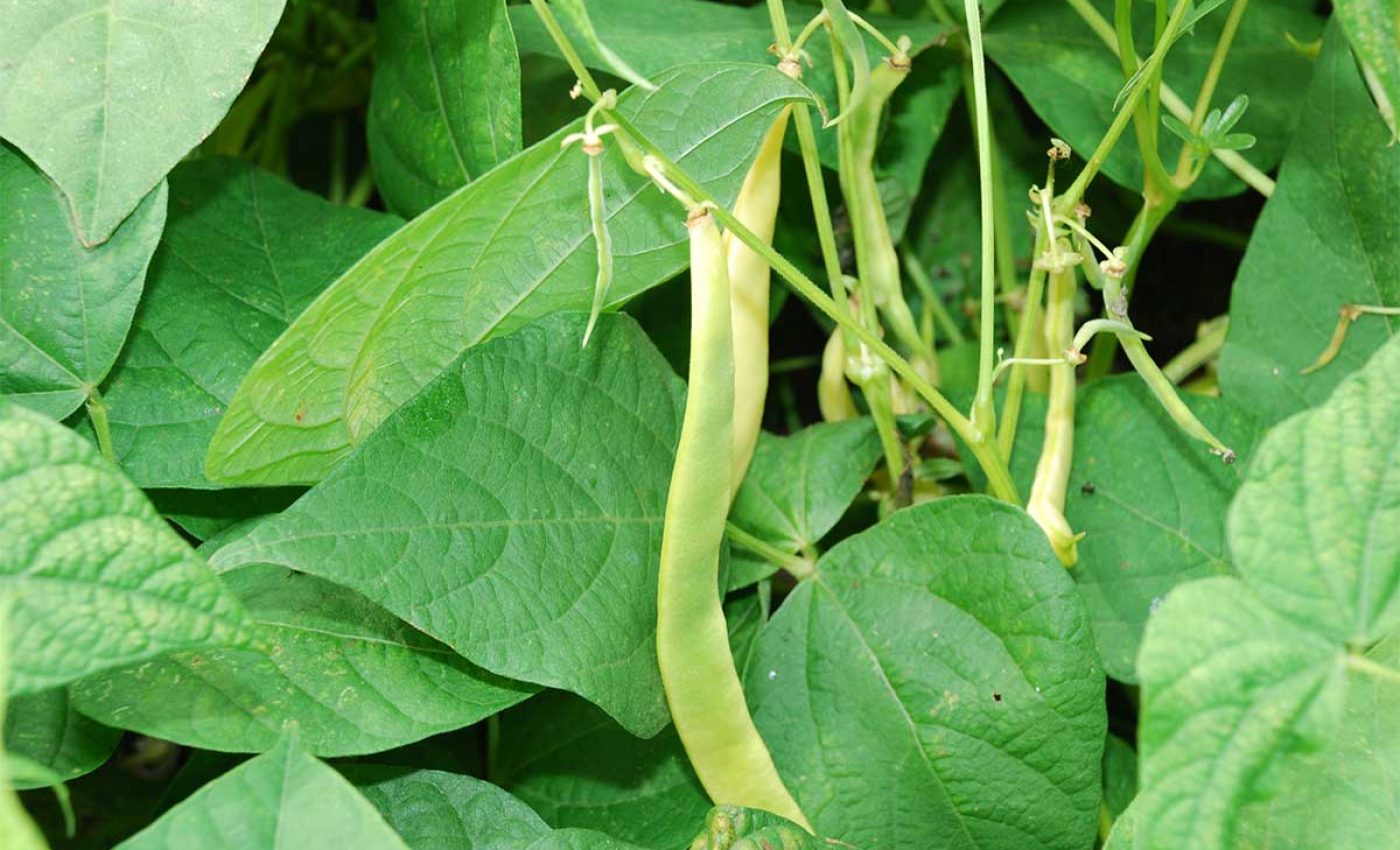 Cabaz-Prove-Terras-do-Sousa-Ader-Sousa-Horticulas4