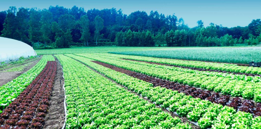 Concurso-campo-de-cebola-2019-ADER-SOUSA.-B