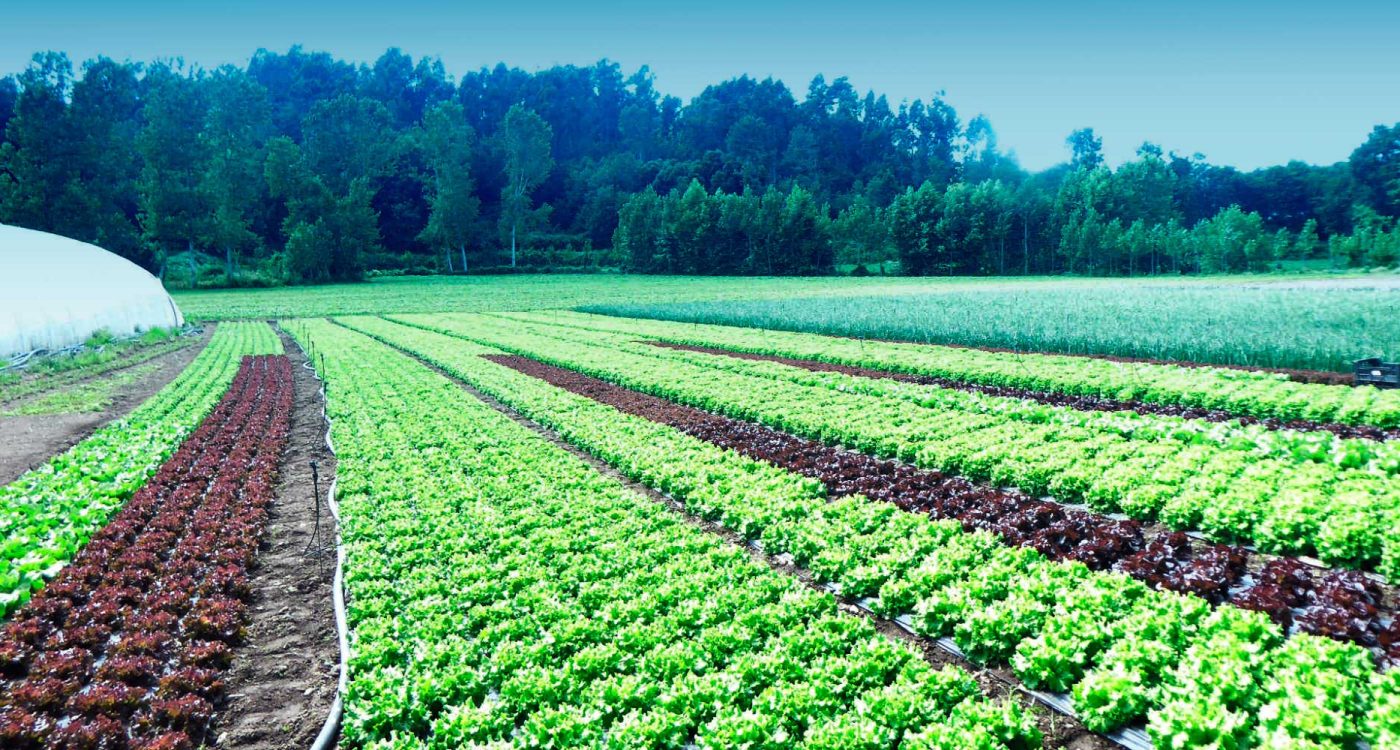 Concurso-campo-de-cebola-2019-ADER-SOUSA.-B