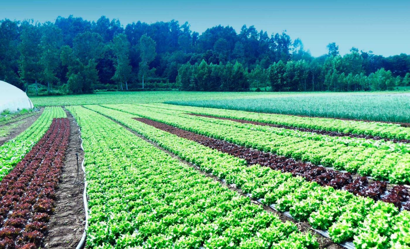 Concurso-campo-de-cebola-2019-ADER-SOUSA.-B