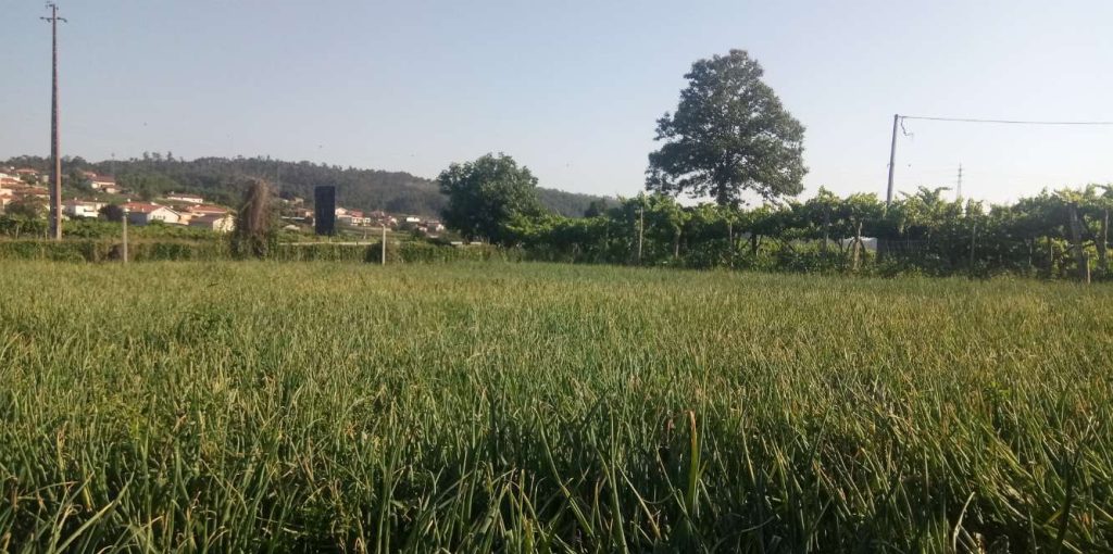 Concurso melhor campo de cebola 2020 ADERSOUSA.B