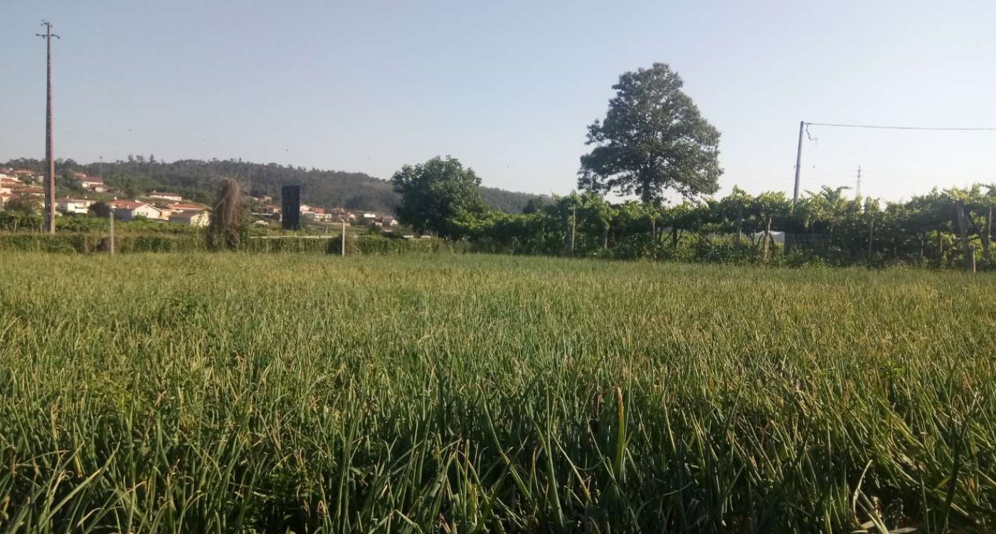 Concurso melhor campo de cebola 2020 ADERSOUSA.B