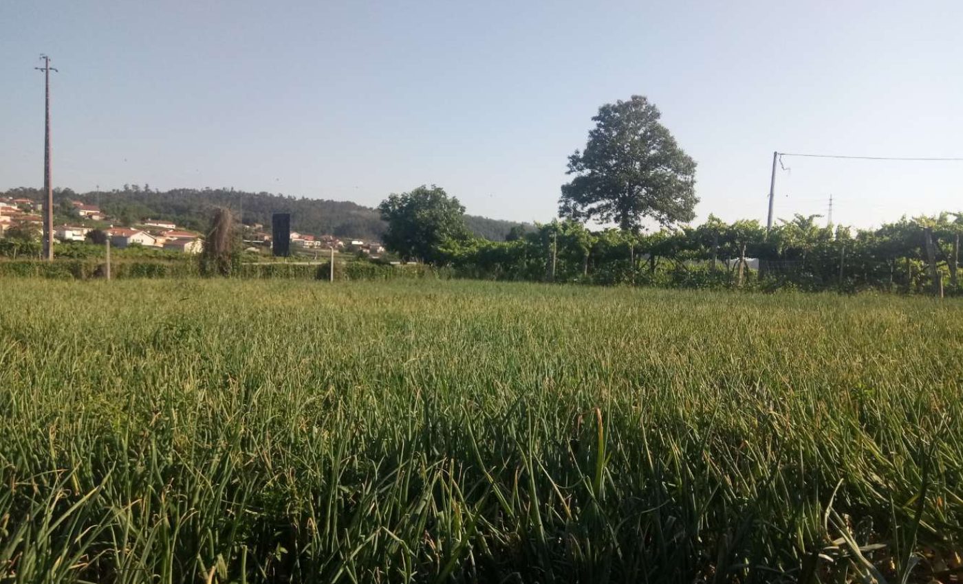 Concurso melhor campo de cebola 2020 ADERSOUSA.B