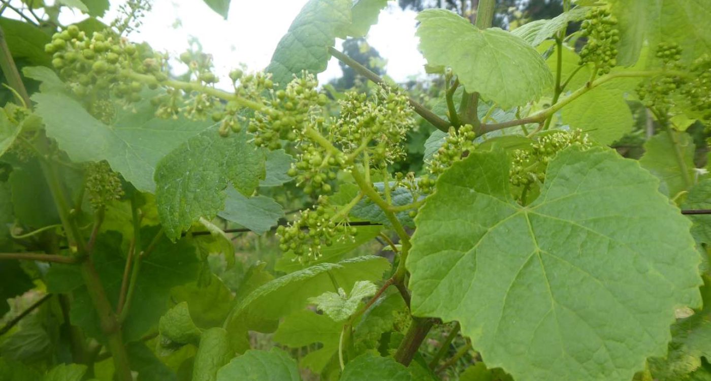 Divulgar Bio 2021_ adersousa 10