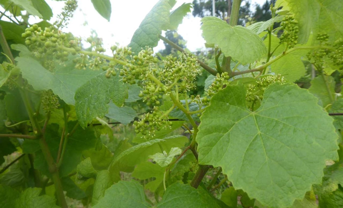 Divulgar Bio 2021_ adersousa 10