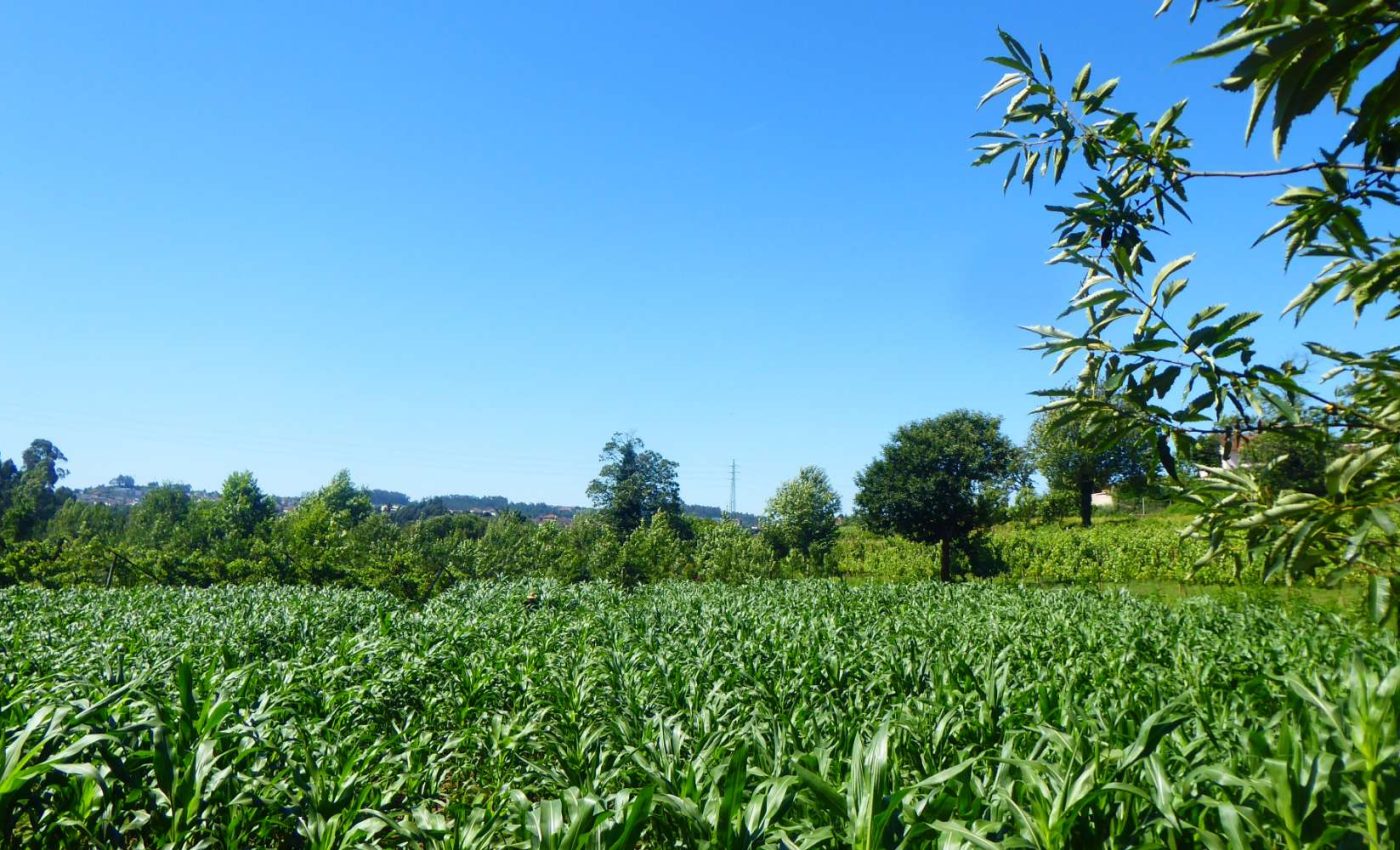 ENSAIOS MILHO 2020 ADERSOUSA. B