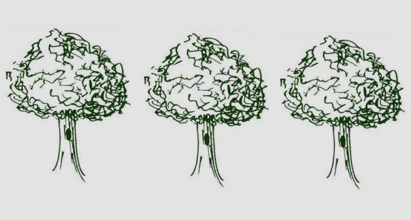 Gigantes-Verdes_AS_Banner