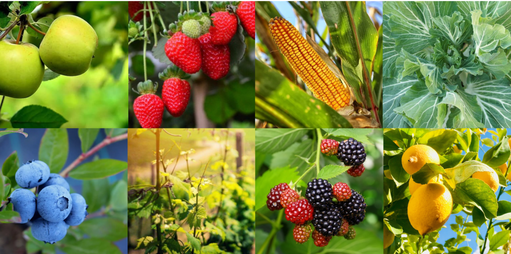 Imagem - divulgacao PDR2020 - Ader-Sousa