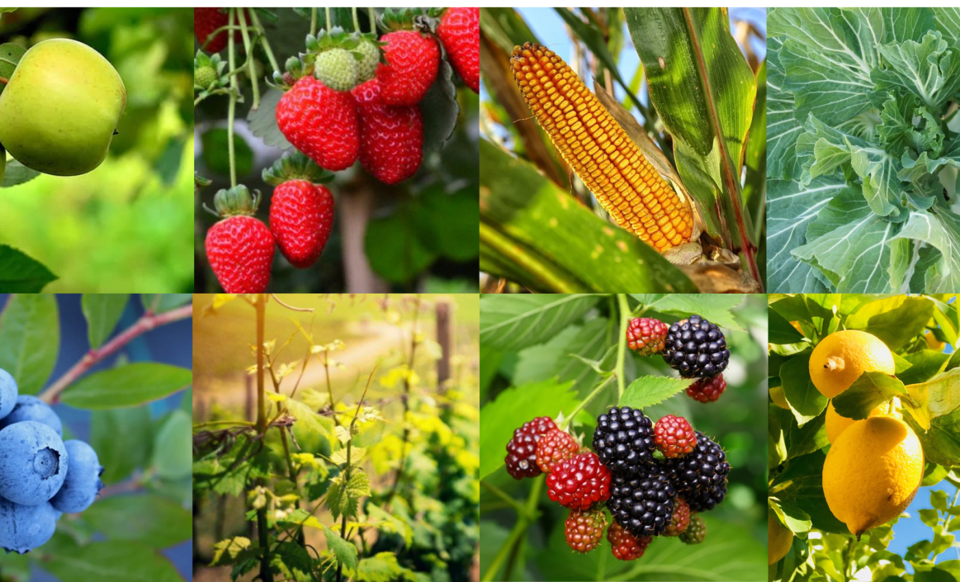 Imagem - divulgacao PDR2020 - Ader-Sousa