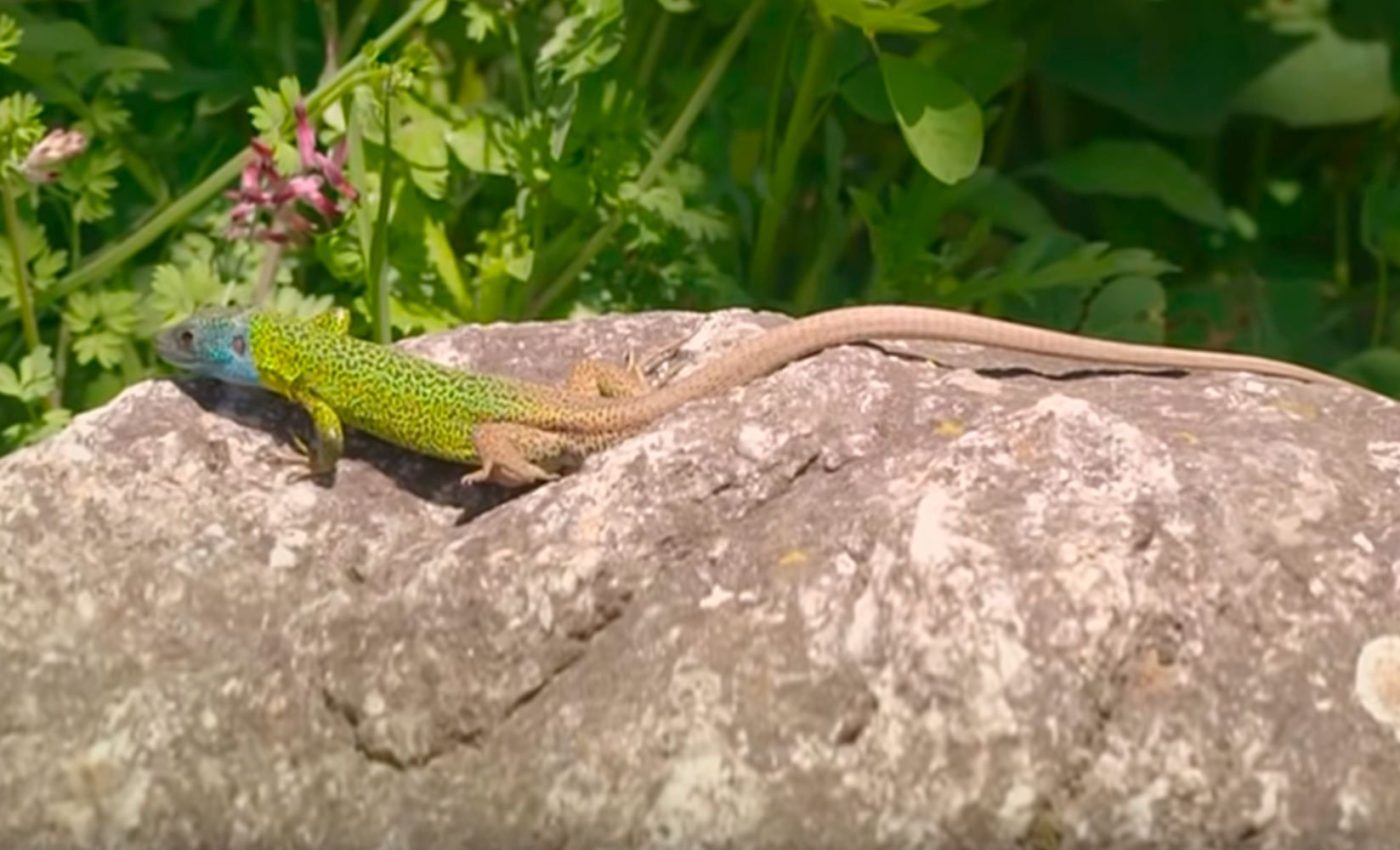 Lousada-Reencontro-com-a-Natureza-AderSousa
