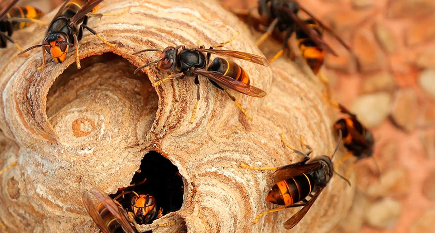 Ninho-Vespa-Velutina