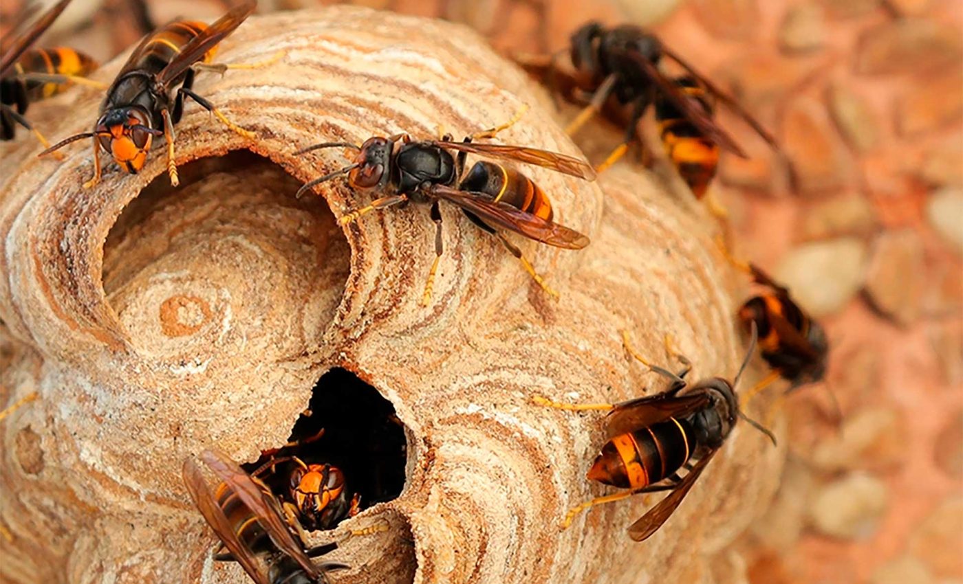 Ninho-Vespa-Velutina