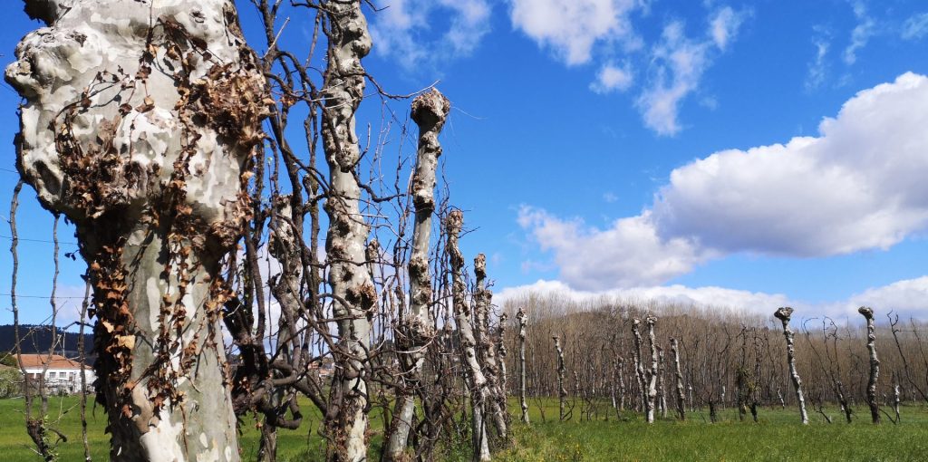 PPLSS_Vinha do Enforcado