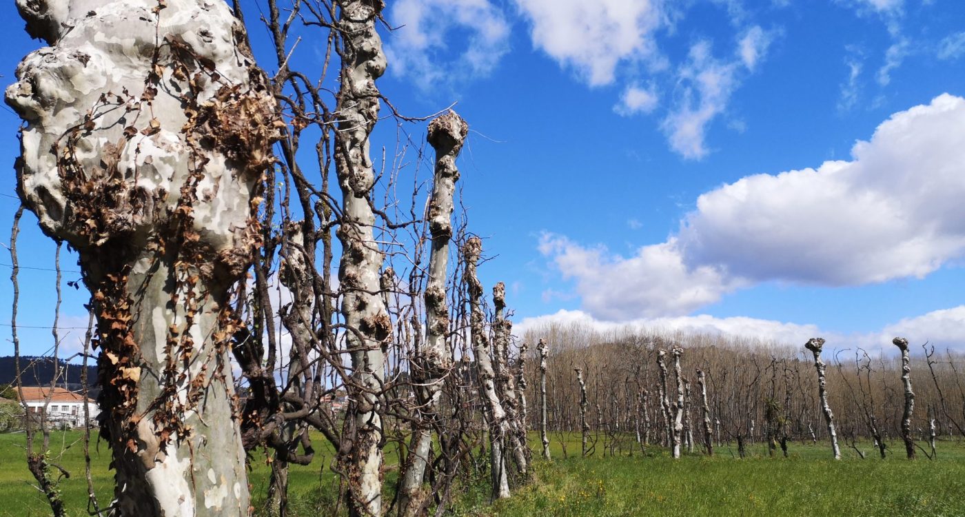 PPLSS_Vinha do Enforcado