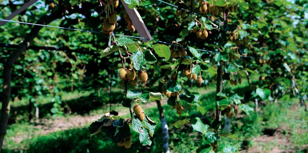 Producao-Kiwi-Felgueiras