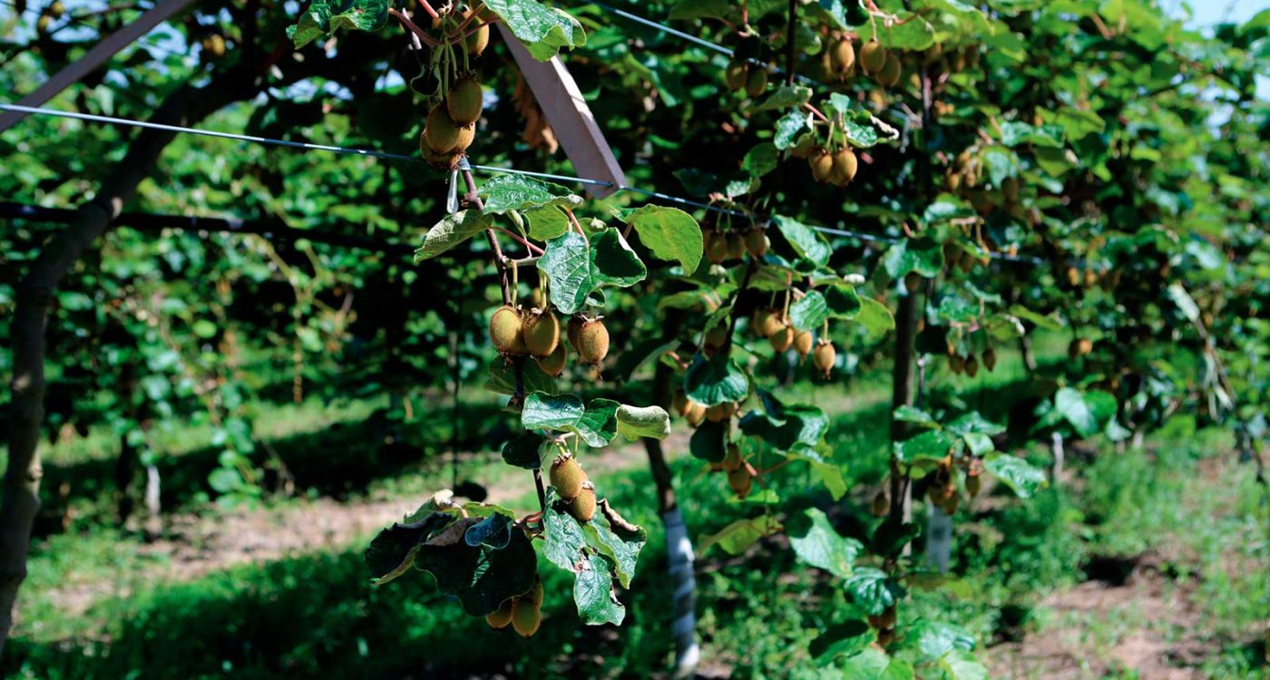 Producao-Kiwi-Felgueiras