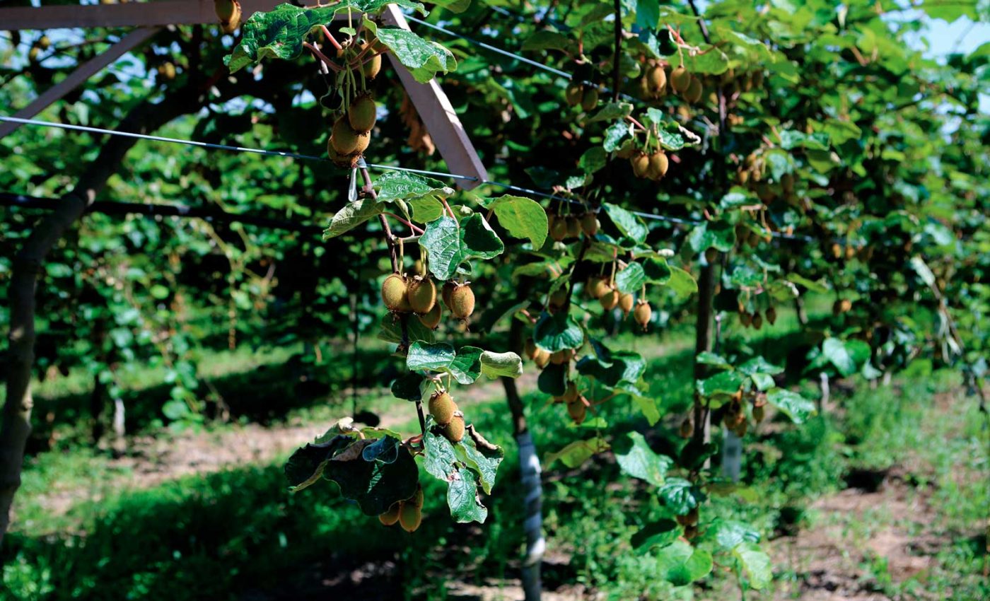 Producao-Kiwi-Felgueiras