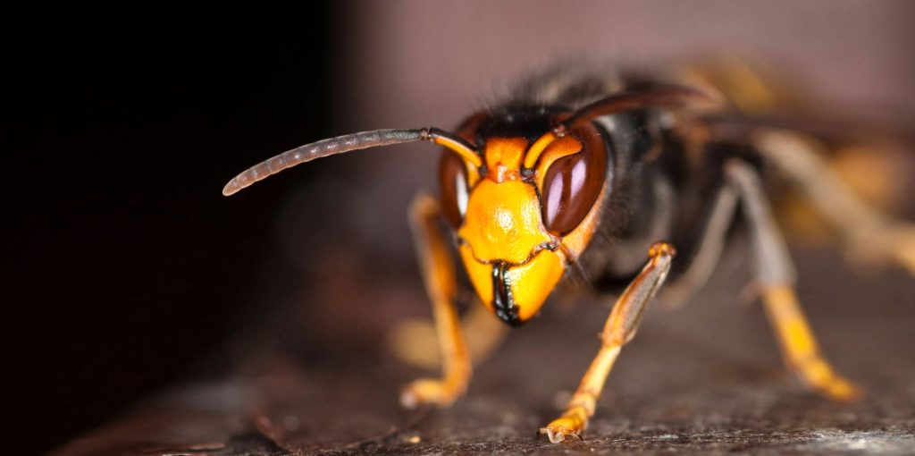 Seminario-Vespa-Velutina-Uma-Ameaca-Real_Adersousa