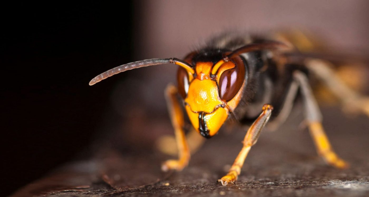 Seminario-Vespa-Velutina-Uma-Ameaca-Real_Adersousa