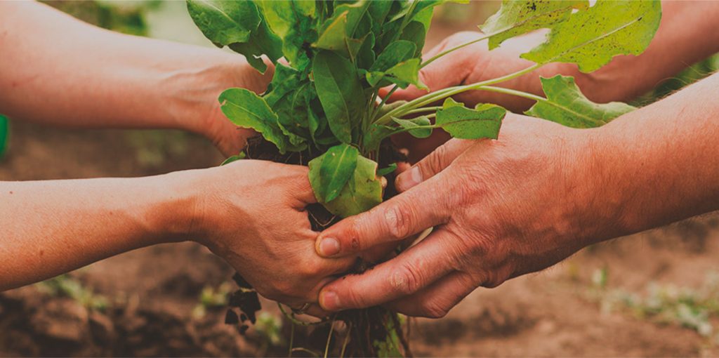 Sistema-Participativo-de-Garantia-dos-Circuitos-Curtos-Agroalimentares