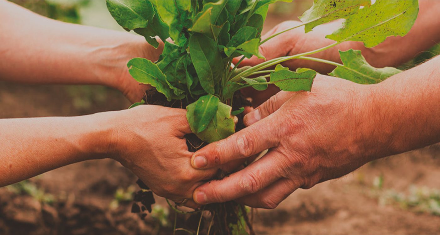 Sistema-Participativo-de-Garantia-dos-Circuitos-Curtos-Agroalimentares