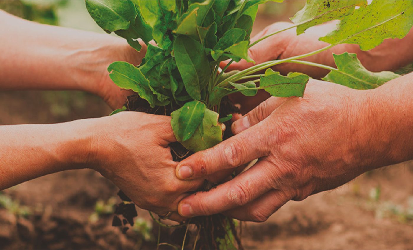 Sistema-Participativo-de-Garantia-dos-Circuitos-Curtos-Agroalimentares