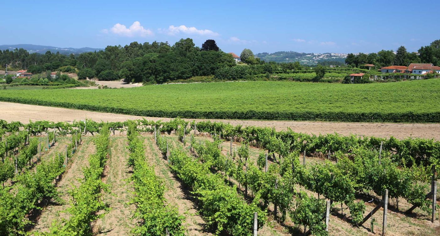 Terras-Felgueiras-Caves-Felgueiras-Vinha