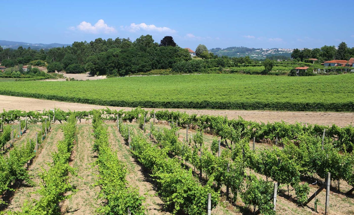 Terras-Felgueiras-Caves-Felgueiras-Vinha