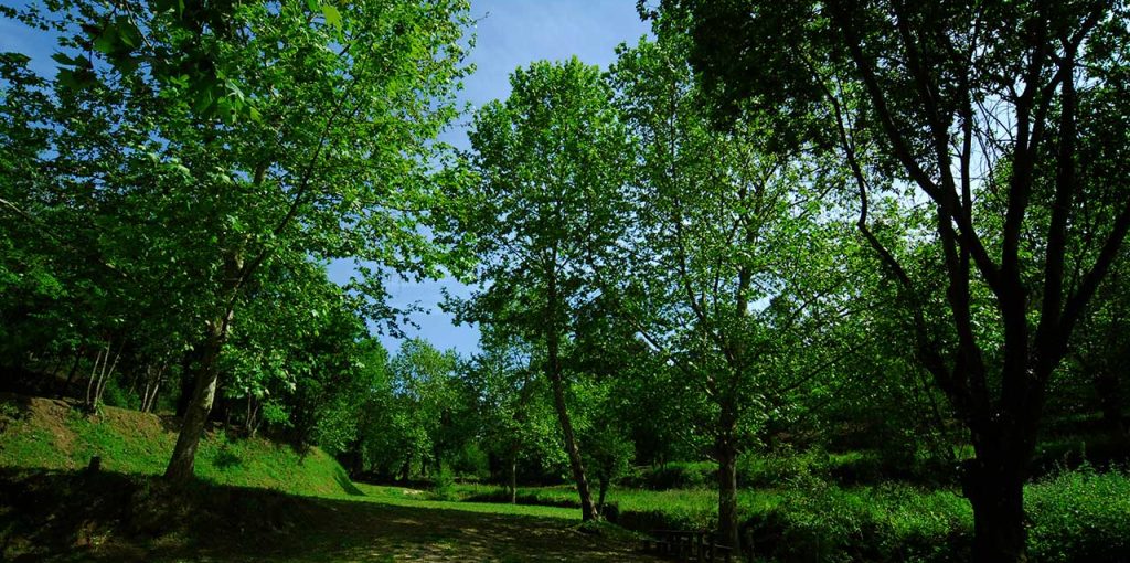 Terras-do-Sousa_Flora_Ader-Sousa_3