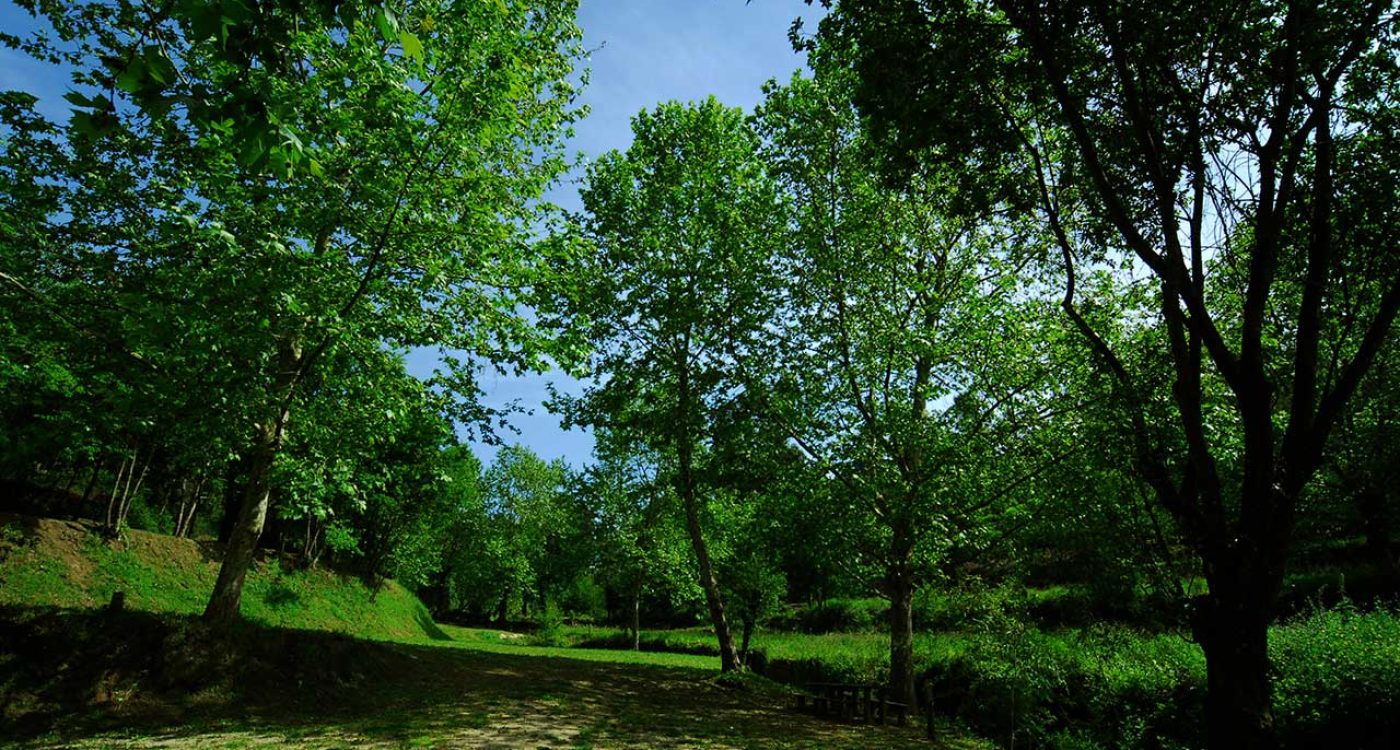 Terras-do-Sousa_Flora_Ader-Sousa_3