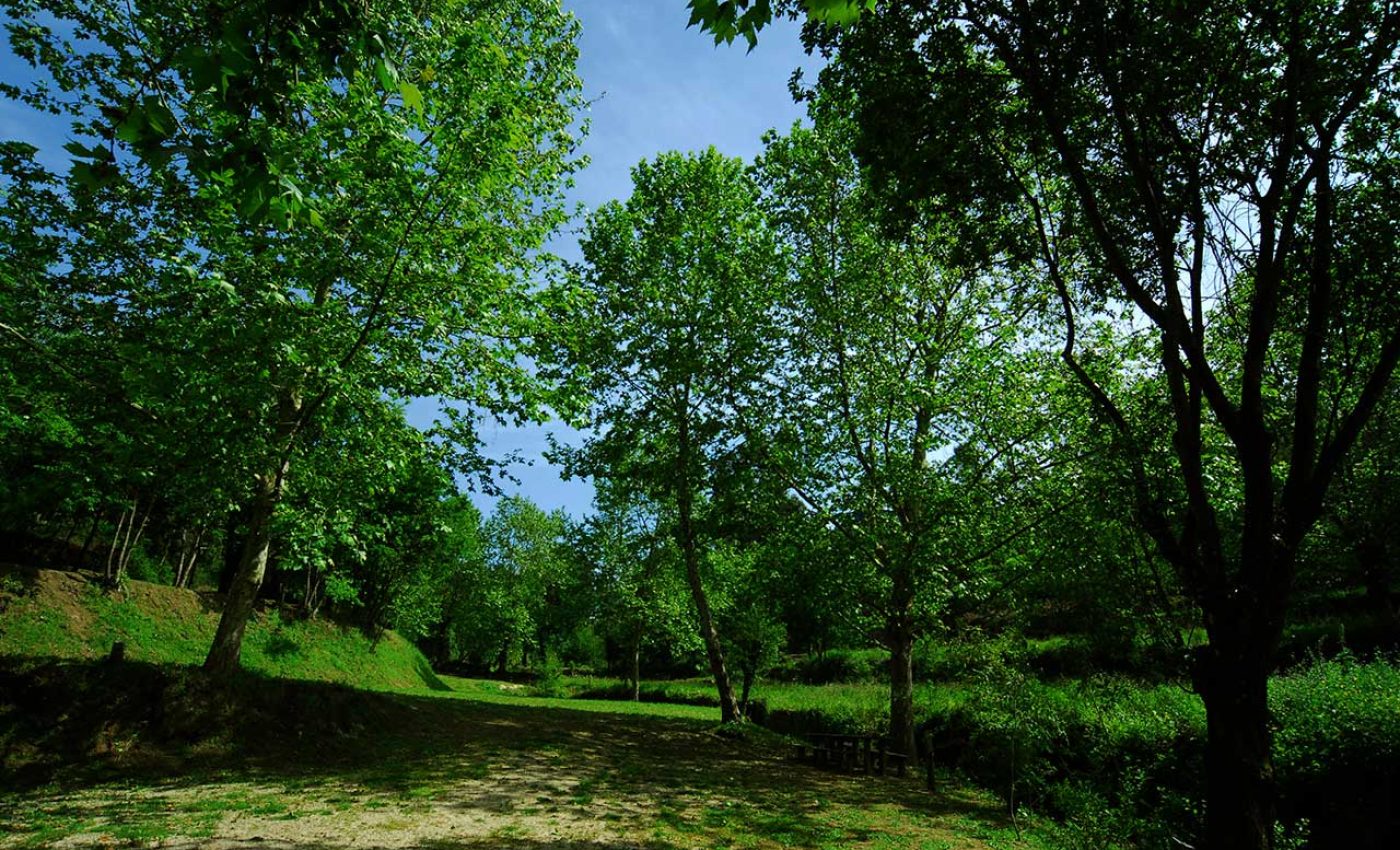 Terras-do-Sousa_Flora_Ader-Sousa_3