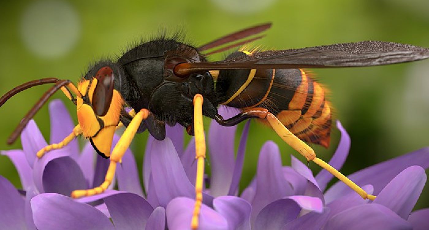 Vespa-Asiatica_Ader-Sousa (1)