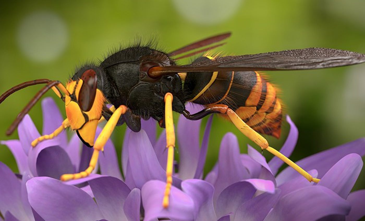 Vespa-Asiatica_Ader-Sousa (1)