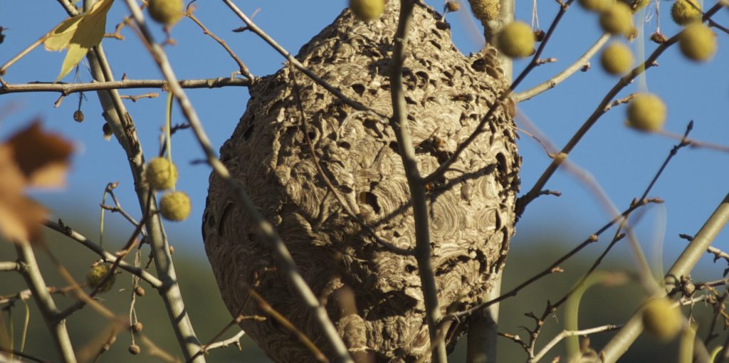 Vespa-Asiatica_Ader-Sousa (2)