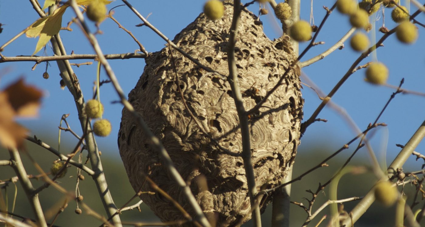 Vespa-Asiatica_Ader-Sousa (2)