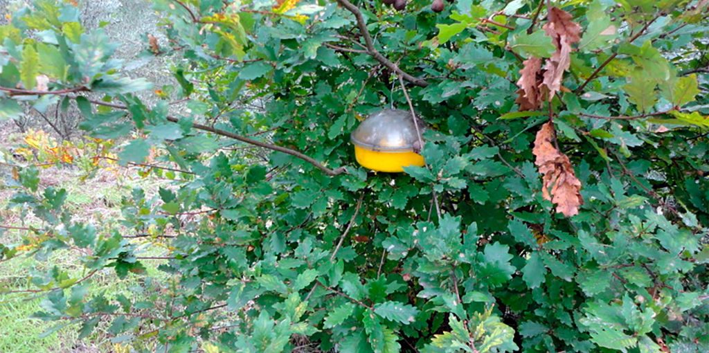 Vespa-Velutina-Armadilhas_Adersousa