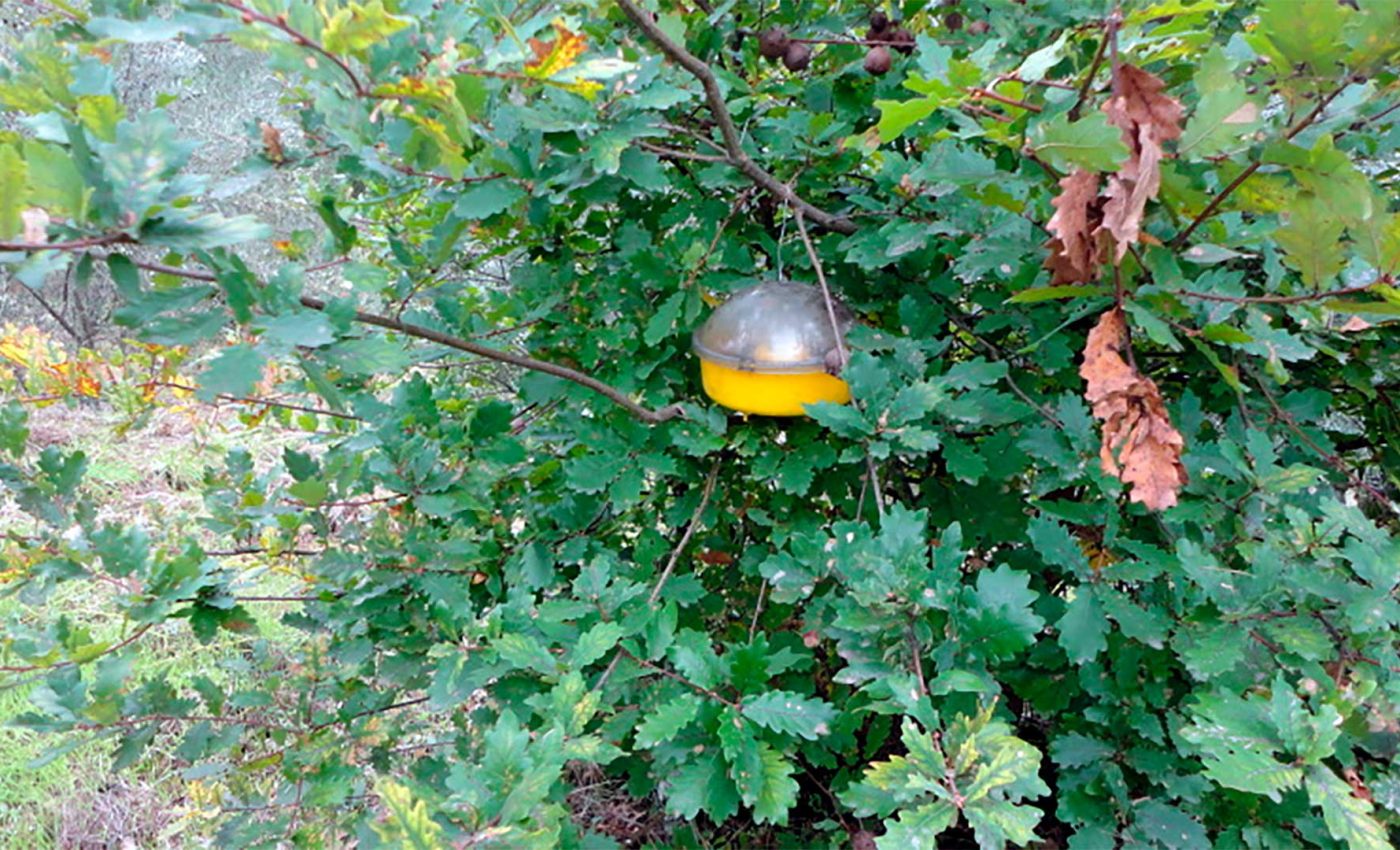 Vespa-Velutina-Armadilhas_Adersousa