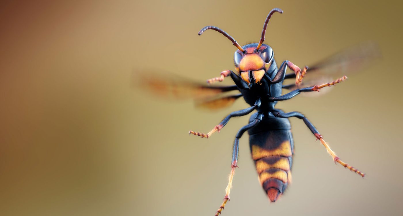 Vespa-velutina-ilustracao-digital_Damien-Monteillard