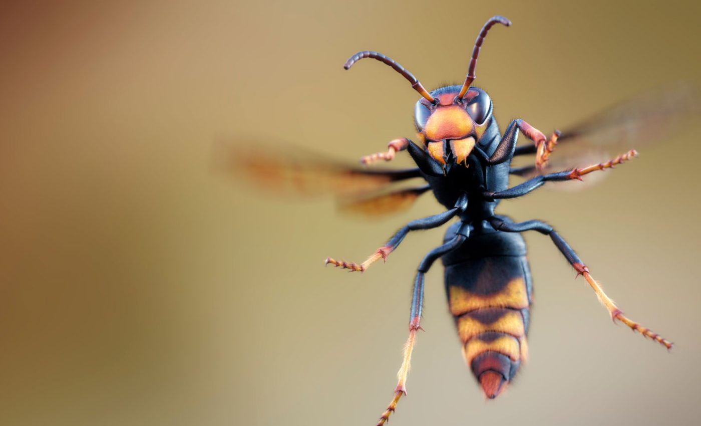 Vespa-velutina-ilustracao-digital_Damien-Monteillard