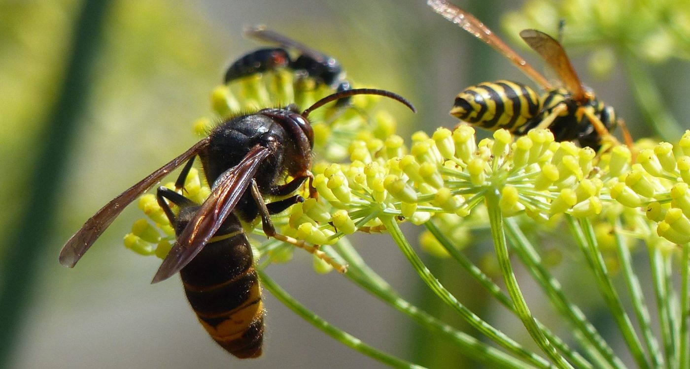 Vespa_velutina_nigrithorax_Josselin_France_05