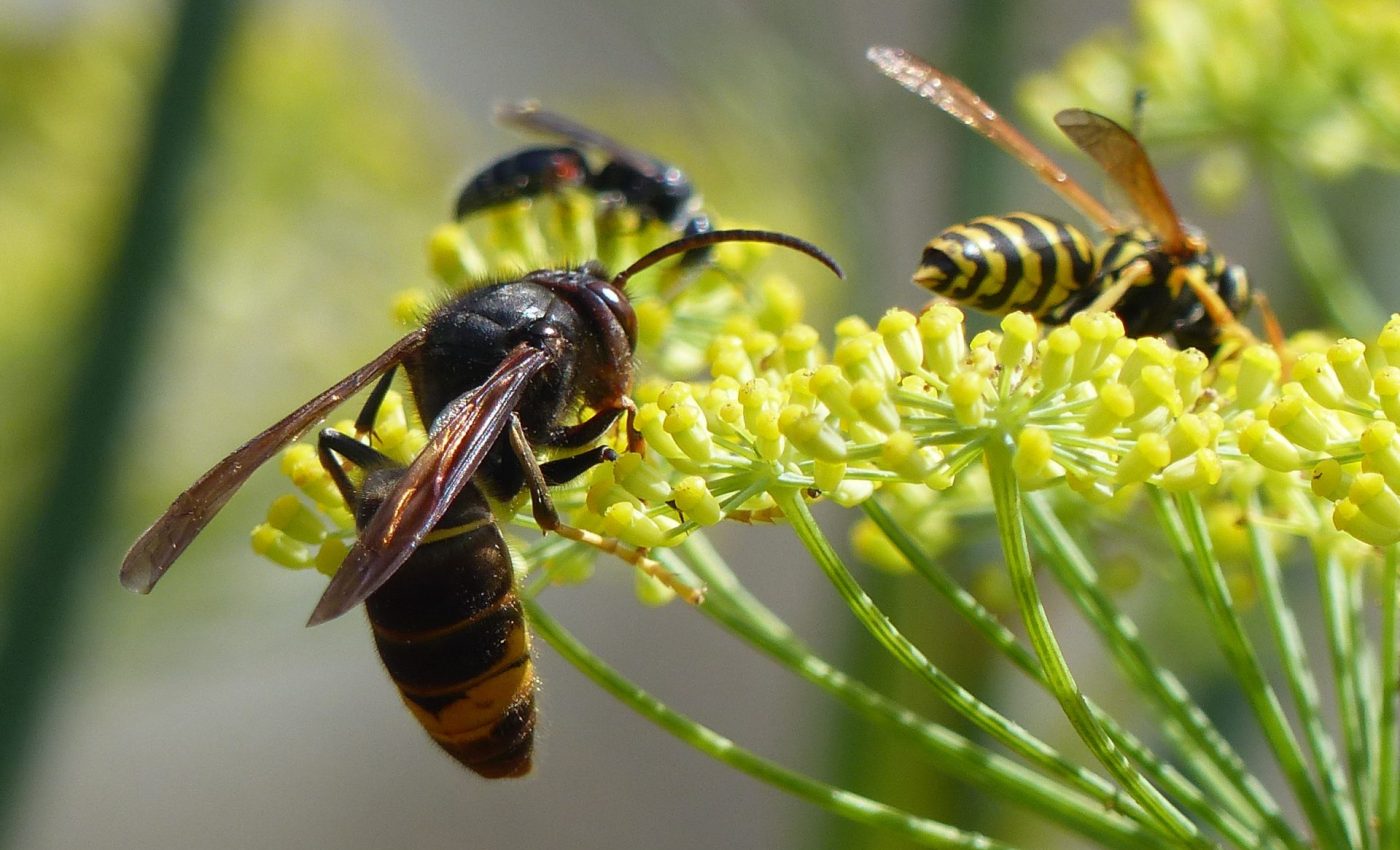 Vespa_velutina_nigrithorax_Josselin_France_05