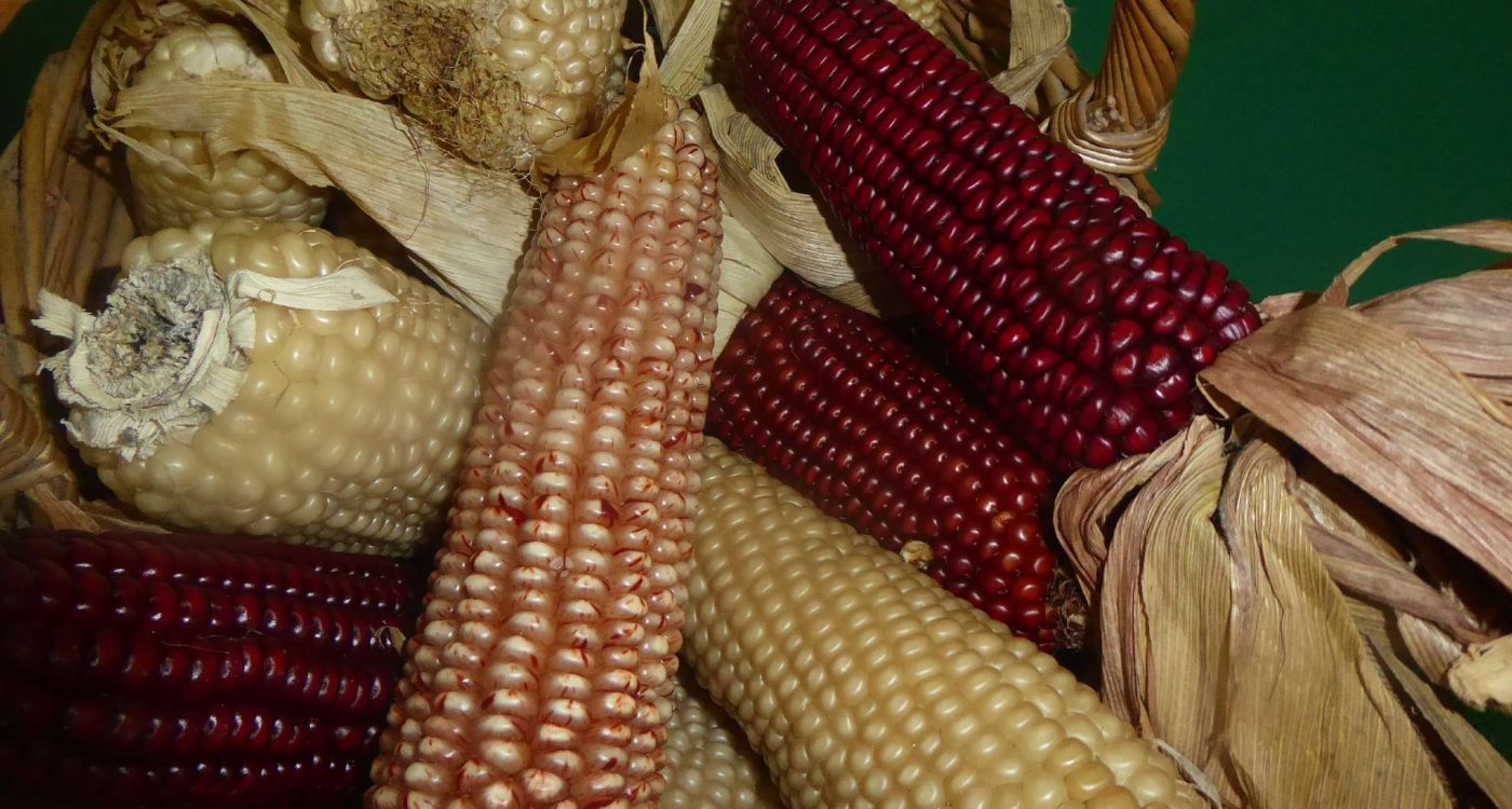 ação de sensibilização milhos regionais _ 2022 _ ADERSOUSA